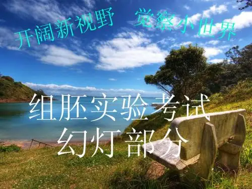 组胚考试幻灯片及答案