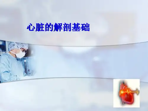 心脏解剖基础知识幻灯