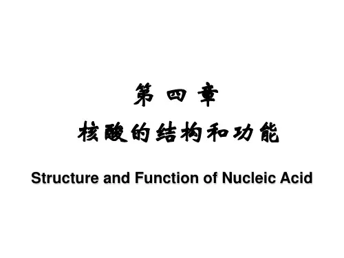 核酸的结构与功能