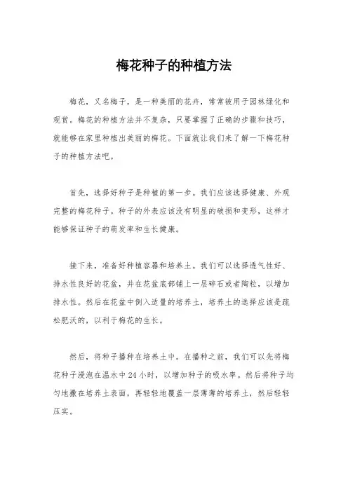 梅花种子的种植方法