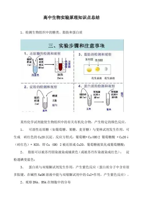 高中生物实验原理知识点总结