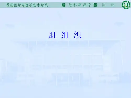 组织胚胎学之肌组织