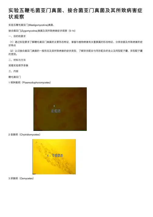实验五鞭毛菌亚门真菌、接合菌亚门真菌及其所致病害症状观察