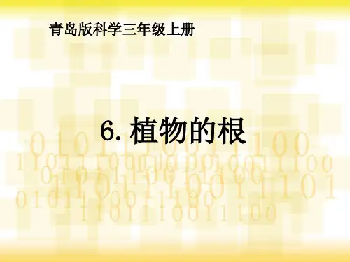 6.植物的根