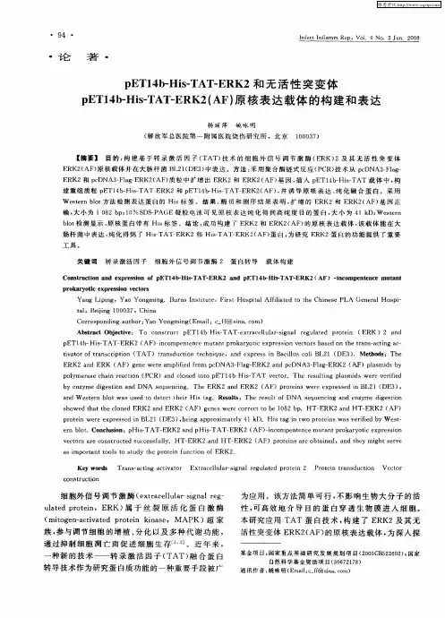 pET14b-His-TAT-ERK2和无活性突变体pET14b-His-TAT-ERK2(AF)原核表达载体的构建和表达