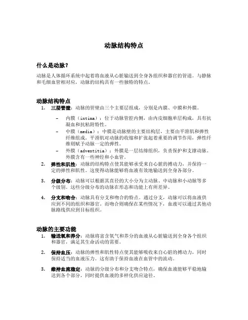 动脉结构特点