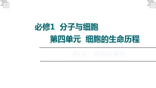 2022届高三一轮复习生物老高考苏教版全国通用知识点复习第4单元细胞的增殖PPT
