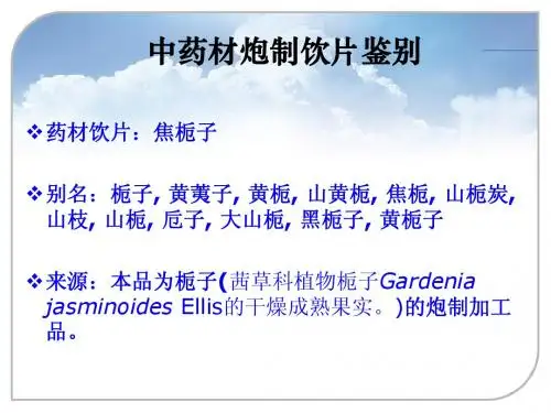 中药材炮制饮片鉴别-焦栀子