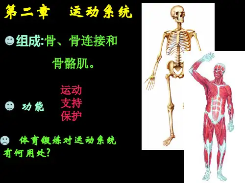《运动系统》幻灯片课件
