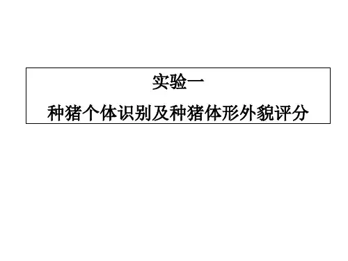 实验一种猪个体识别及体型外貌评分.