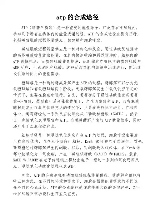 atp的合成途径