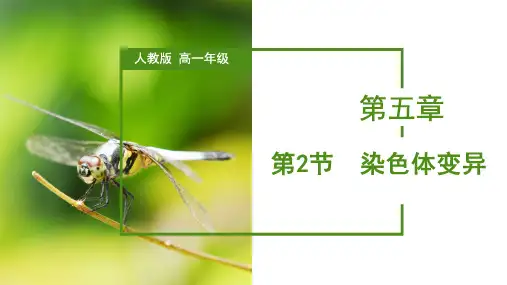 染色体变异(课件)高一生物(人教版2019必修2)