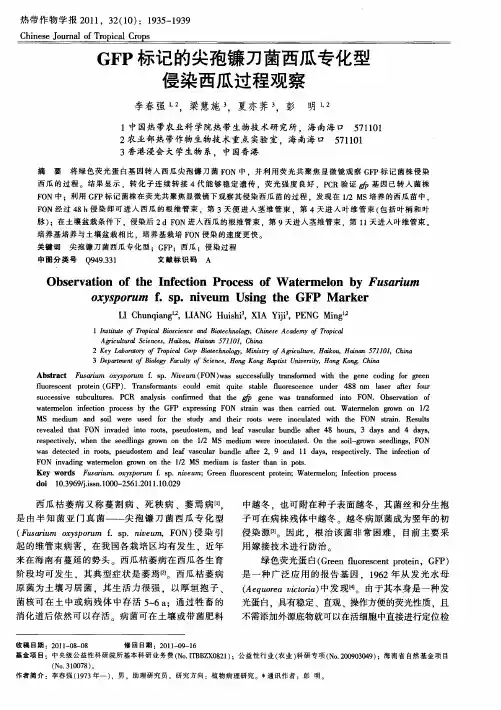 GFP标记的尖孢镰刀菌西瓜专化型侵染西瓜过程观察