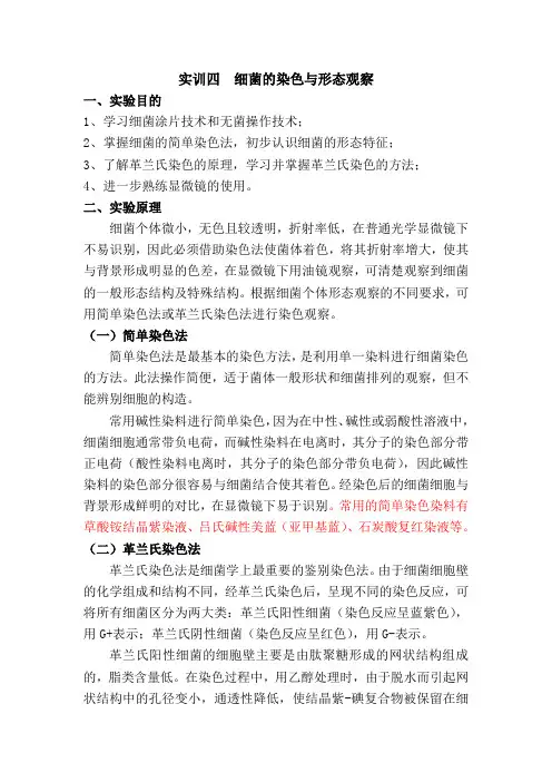 实训四 细菌的染色和形态观察
