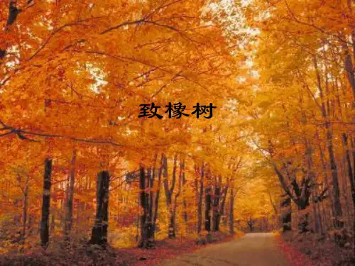 舒婷《致橡树》PPT课件
