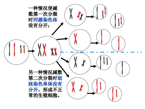 分离定律