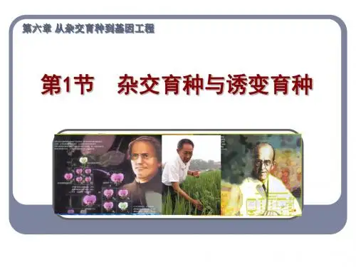 几种育种方法的比较.ppt