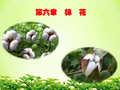 第六章  棉花生产技术