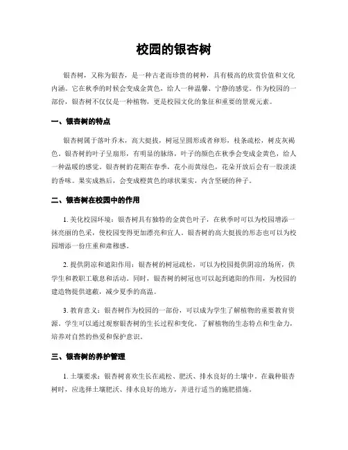 校园的银杏树