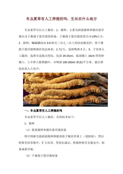 冬虫夏草有人工养殖的吗,生长在什么地方