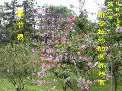 4植物根