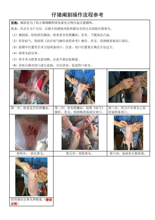 仔猪阉割操作流程参考