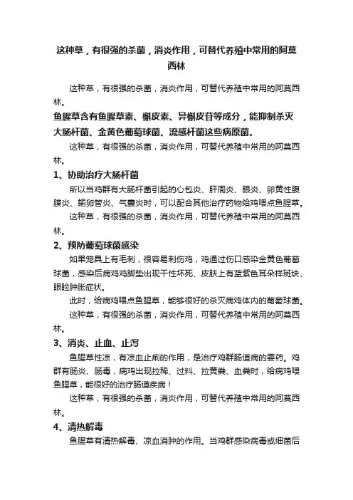 这种草，有很强的杀菌，消炎作用，可替代养殖中常用的阿莫西林
