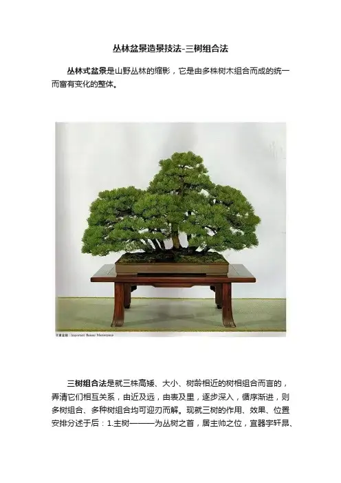 丛林盆景造景技法-三树组合法