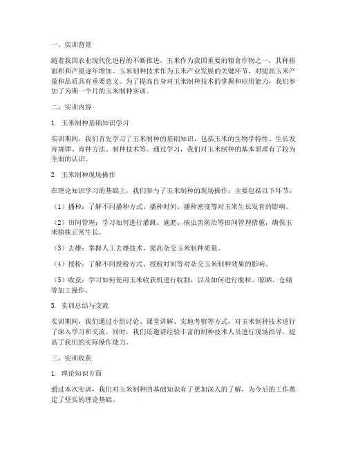 玉米制种的实训报告总结