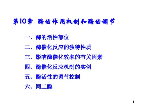 第10章 酶的作用机制和酶的调节