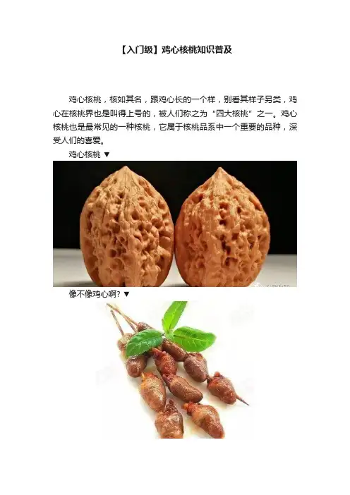 【入门级】鸡心核桃知识普及