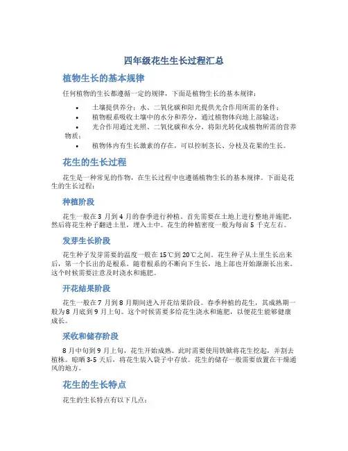 四年级花生生长过程汇总
