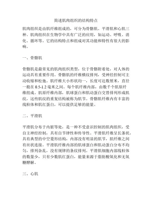 简述肌肉组织的结构特点