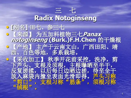 7-20-三七 实用中药鉴定学课件