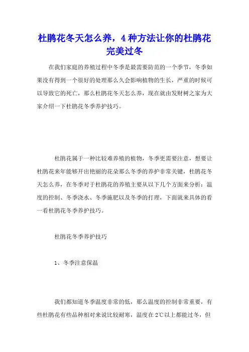 杜鹃花冬天怎么养,4种方法让你的杜鹃花完美过冬