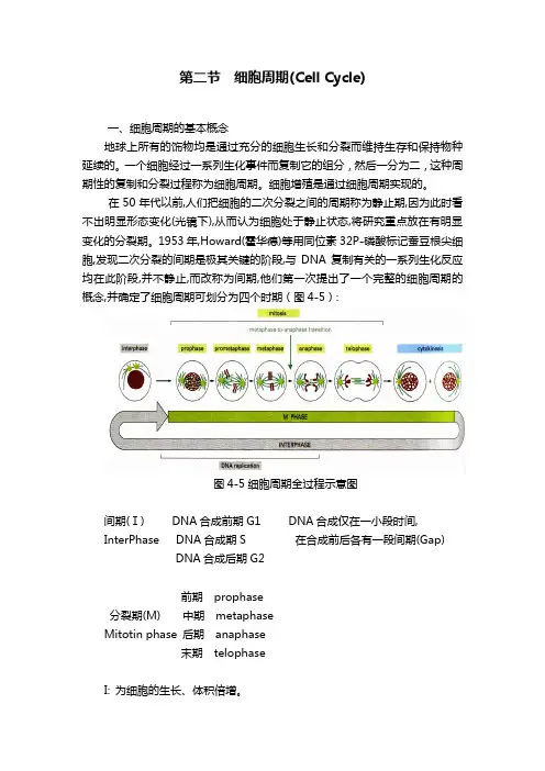细胞周期CellCycle
