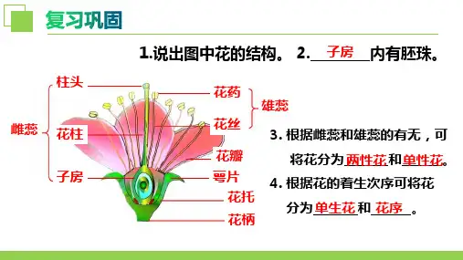 传粉与受精ppt课件