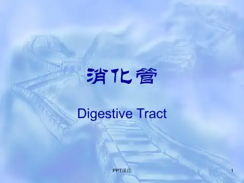 消化管--组织学与胚胎学  ppt课件
