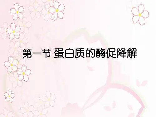 生物化学第九章蛋白质降解和氨基酸代谢