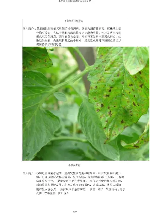 番茄病虫害图谱及防治方法介绍