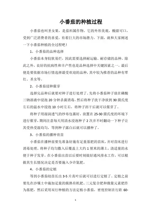 小番茄的种植过程