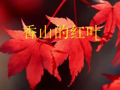 香山红叶3