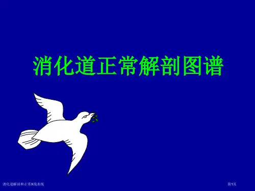 消化道解剖和正常X线表现专家讲座