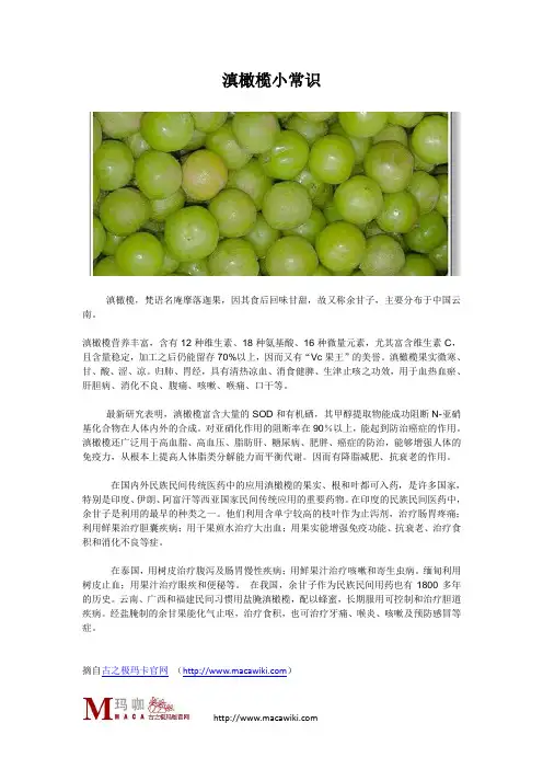 滇橄榄小常识
