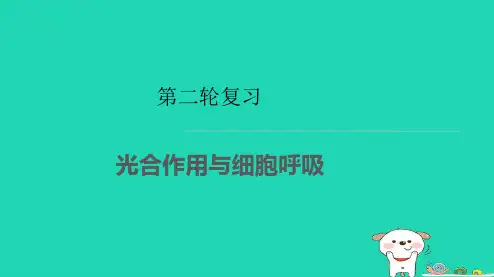 高考生物二轮复习专题光合作用与细胞呼吸课件