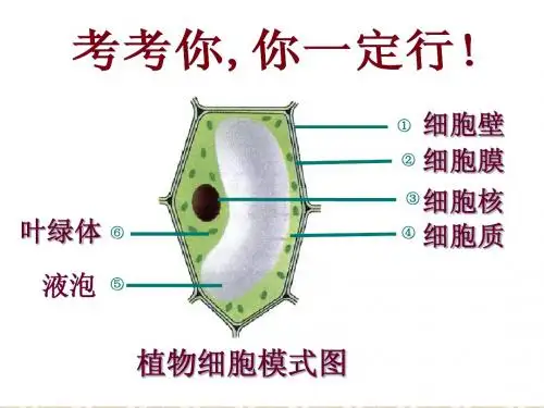 第四节__细胞的生活
