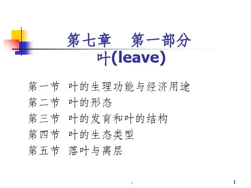 被子植物叶的形态结构和功能ppt课件