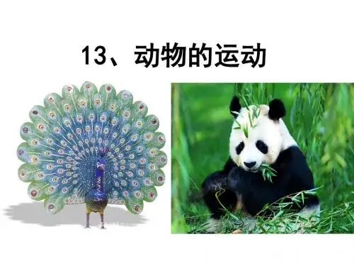六年级科学上册动物的运动课件2青岛版1