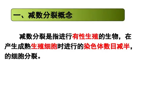 减数分裂与受精作用(一轮复习)
