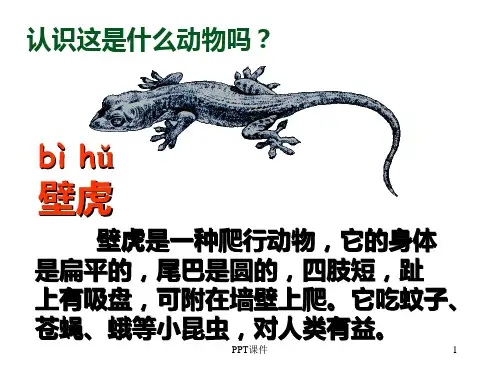 一年级下册《小壁虎借尾巴》  ppt课件